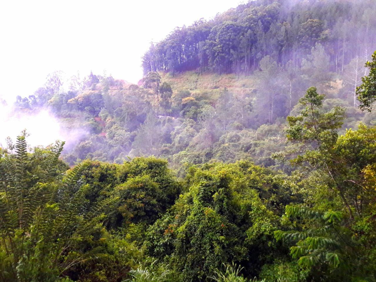 Green Paradise 엘라 외부 사진